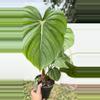 plant/Philo plowmanii xl -0-thumbnail