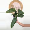 plant/#2580 Philodendron Subhastatum -0-thumbnail