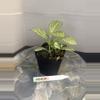 plant/RBR04 Silver Nerve Fittonia-1-thumbnail