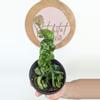 plant/#2713  Hoya carnosa Compacta -0-thumbnail