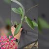 plant/Hoya pulchra-0-thumbnail