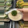 plant/927 Cristata Smallest Rocket-0-thumbnail