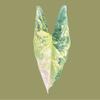 plant/(Read Description) Aurea Variegated Alocasia Simpo Corm-1-thumbnail