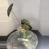 plant/RBR43 Alocasia Pink Pseudo Sanderiana-3-thumbnail