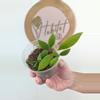 plant/#2819  Hoya micrantha -0-thumbnail