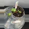 plant/RBR02 Philodendron Painted Lady-1-thumbnail