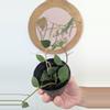 plant/#2820 Hoya nummularioides -0-thumbnail