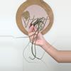 plant/#4 Tillandsia-0-thumbnail