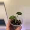 plant/Alocasia no I’d yet -0-thumbnail