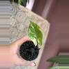 plant/Black Stem Albo-2-thumbnail