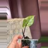 plant/Black Stem Albo-1-thumbnail
