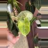 plant/Maharani Lava rooted Corm-0-thumbnail