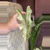 plant/Pink Nobillis-0-thumbnail