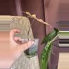 plant/Pink Nobillis-1-thumbnail