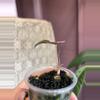 plant/Pink Chantieri-1-thumbnail