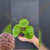 plant/Hoya ‘Ricardo’ (SS 13-5)-0-thumbnail