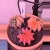 plant/3 Pack Gymnos LB Variegated-0-thumbnail