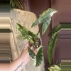 plant/Simpo Albo Mother plants-1-thumbnail