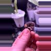 plant/(4left) Alocaisa Pink Polly Mint CORM from mother-1-thumbnail