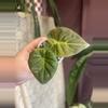 plant/Aurea Regal Sheilds-0-thumbnail