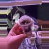 plant/(4left) Alocaisa Pink Polly Mint CORM from mother-0-thumbnail