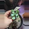 plant/Pachyveria "Powder Puff" Succulent-0-thumbnail