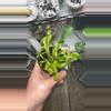 plant/Venus Fly Trap -0-thumbnail