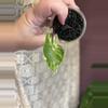 plant/Black Stem Albo-0-thumbnail