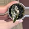 plant/Pink Chantieri-0-thumbnail