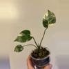 plant/Monstera cream burlee-0-thumbnail