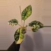 plant/alocasia dragon scale albo corm-0-thumbnail