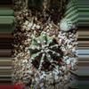 plant/LB gymno-0-thumbnail