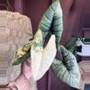 plant/Alocasia Bisma Platinum Albo-0-thumbnail