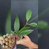 plant/Hoya chewiorum-0-thumbnail
