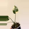 plant/Monstera cream burlee-1-thumbnail