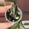plant/Silver Nobillis-0-thumbnail