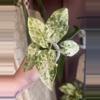 plant/Alocasia Batik-0-thumbnail