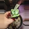 plant/Pachyveria "Powder Puff" Succulent-1-thumbnail