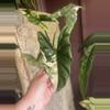 plant/Simpo Albo Mother plants-0-thumbnail