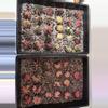 plant/Grower’s Choice Gymno-1-thumbnail