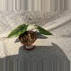 plant/Alocasia Scalprum-0-thumbnail