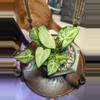 plant/No I.D. Leafy plant-0-thumbnail
