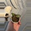 plant/Hoya NS-05-240-1-thumbnail