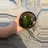 plant/Alocasia Polly-2-thumbnail