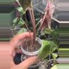 plant/Nobilis Pink Low Var Mama-4-thumbnail