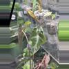 plant/Nobilis Pink Low Var Mama-0-thumbnail