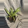 plant/Spider plant-0-thumbnail