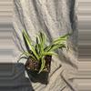 plant/Spider plant-1-thumbnail