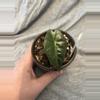 plant/Alocasia Polly-0-thumbnail