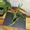 plant/Alocasia Frydek Tattoo/Emerald Tide-0-thumbnail